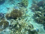 Great Berrier Reef