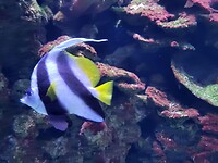 Aquarium Cairns