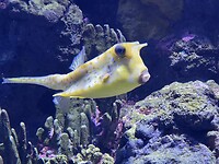 Aquarium Cairns