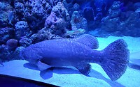 Aquarium Cairns