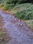 Excursie naar de pinguïns