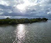 Mangrove