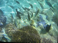 Great Barrier Reef