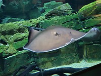 Aquarium Cairns