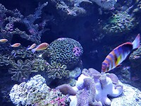 Aquarium Cairns