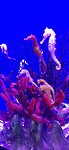 Aquarium Cairns