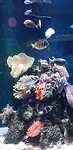 Aquarium Cairns