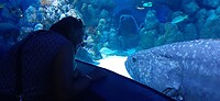 Aquarium Cairns