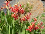 De tuin