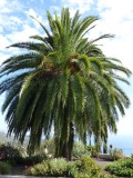 Met palmboom