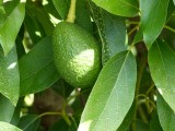 Avocado's in de tuin
