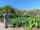 Bananenplantage - het begin
