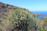 Cactussen