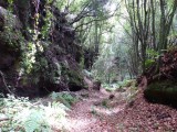 Het mystieke laurierbos