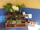Stekjes te koop van de drakenbloedboom