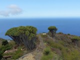 Drakenbloedbomen