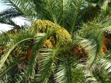 De palmboom in de tuin