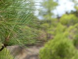 Pijnboom