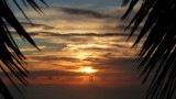 Palmtakken met zonsondergang