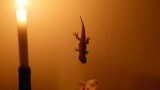 De gekko's komen iedere avond op bezoek
