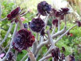 Vetplant