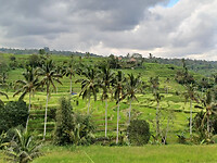 Rijstvelden Bali 4