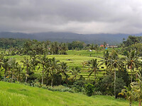Rijstvelden Bali 5