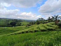 Rijstvelden Bali 8