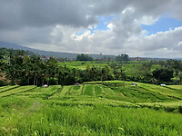 Rijstvelden Bali 7