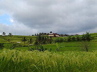 Rijstvelden Bali 6
