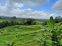Rijstvelden Bali 10