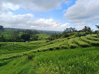 Rijstvelden Bali 9