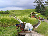 Rijstvelden Bali 2
