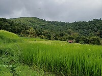 Rijstvelden Munduk Bali