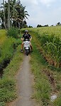 Munduk  Bali Brommer