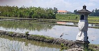 Rijstvelden Ubud
