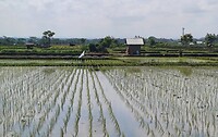 Rijstvelden Ubud