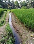Kajeng Rice Field - Ubud