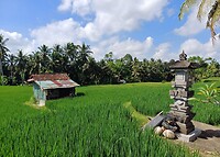 Kajeng Rice Field - Ubud