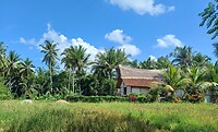 Kajeng Rice Field - Ubud