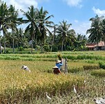 Kajeng Rice Field - Ubud