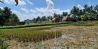 Kajeng Rice Field - Ubud