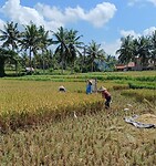 Kajeng Rice Field - Ubud