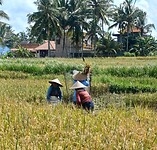 Kajeng Rice Field - Ubud