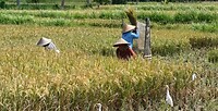 Kajeng Rice Field - Ubud