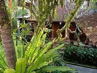 Hibiscus cottage