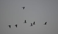 IMG-20240601-WA0010