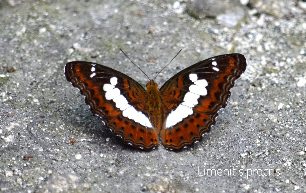 Limenitis procris__