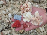 Afgebroken stukjes rood koraal liggen hier op het strand.