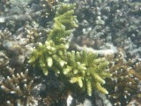 Gili Meno - snorkelen